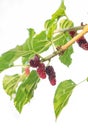 Fresh mulberry , black ripe and red unripe mulberries on the bra Royalty Free Stock Photo