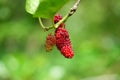 Fresh mulberry, black ripe and red unripe mulberries on the branch in nature background. Royalty Free Stock Photo