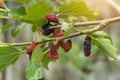 Fresh mulberry , black ripe and red unripe mulberries on the branch of tree Royalty Free Stock Photo