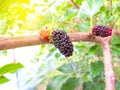 Fresh mulberry black ripe and red unripe mulberries on the branch of tree Royalty Free Stock Photo