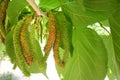 Fresh mulberry, black ripe and red unripe mulberries on the branch of tree. Royalty Free Stock Photo