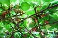 Fresh mulberry, black ripe and red unripe mulberries Royalty Free Stock Photo