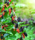 Fresh mulberry, black ripe and red unripe mulberries in farm Royalty Free Stock Photo