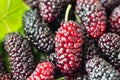 Fresh mulberry fruit closeup Royalty Free Stock Photo