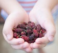 Fresh mulberry fruit in hand Royalty Free Stock Photo