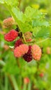 Fresh Mulberry Fruits on the Branch Royalty Free Stock Photo