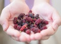 Fresh mulberry on hand Royalty Free Stock Photo