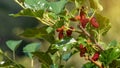 Fresh mulberry, ripe red fruits and bright red mulberry on branches Healthy berry fruit with a light orange Royalty Free Stock Photo
