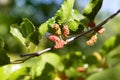 Fresh mulberry, green and red mulberries on the branch of tree. Royalty Free Stock Photo