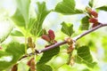 Fresh mulberry, green and red mulberries on the branch of tree. Royalty Free Stock Photo