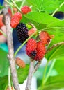 Fresh mulberry Royalty Free Stock Photo