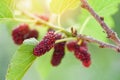 Fresh mulberry on tree Ripe red mulberries fruit on branch and green leaf in the garden background Royalty Free Stock Photo
