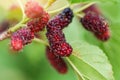 Fresh mulberry on tree / Ripe red mulberries fruit on branch and green leaf in the garden