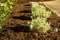 Fresh mulch in a garden Royalty Free Stock Photo