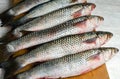 Fresh mullet on a board Royalty Free Stock Photo