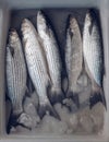 Fresh Mullet fish sale in the fresh market Royalty Free Stock Photo