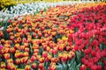 fresh multicolor tulip garden for pattern and background Royalty Free Stock Photo
