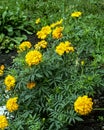 fresh multicolored flowers on an autumn flowerbed Royalty Free Stock Photo