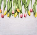 Fresh multicolored tulips, spring, flowers border ,place for text on wooden rustic background top view close up Royalty Free Stock Photo