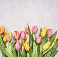 Fresh multicolored tulips, spring, flowers border ,place for text wooden rustic background top view close up Royalty Free Stock Photo