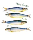 Fresh multiple fish watercolor on white background
