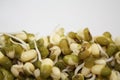 Fresh mung beans sprouts germinated seeds closeup.