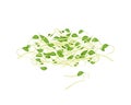 Fresh Mung Beans Sprouts on White Background