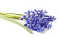 Fresh muscari grape hyacinth flowers