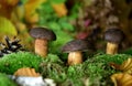 Fresh mushroom bolteus natural bio organic tasty