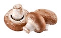 Fresh mushrooms champignon isolated white background. Royalty Free Stock Photo