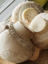 Fresh mushrooms close-up. Royalty Free Stock Photo