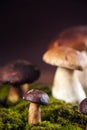 Fresh mushrooms Royalty Free Stock Photo