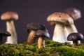 Fresh mushrooms Royalty Free Stock Photo