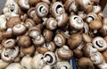 Fresh mushrooms for farming market sale.
