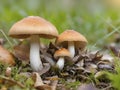 Fresh Mushrooms Flourishing in the Forest Undergrowth