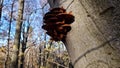 Fresh mushrooms in forest motion shot