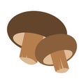 Fresh mushrooms shiitake, isolated on white background. Vector illustration in flat style. Royalty Free Stock Photo