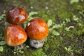 Fresh mushrooms Royalty Free Stock Photo