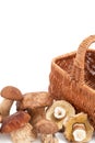 Fresh mushrooms. Wicker basket. White background Royalty Free Stock Photo