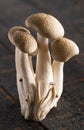 Fresh Mushrooms on a Wooden Table Royalty Free Stock Photo
