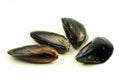 Fresh mussel