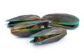 Fresh mussel isolated on white background Royalty Free Stock Photo