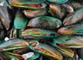 Fresh mussel isolated on white background Royalty Free Stock Photo