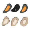 Fresh mussel vector illustration.