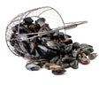 Fresh mussel