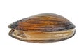 Fresh mussel on a white background Royalty Free Stock Photo