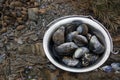 Fresh mussels Royalty Free Stock Photo