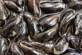 Fresh mussels