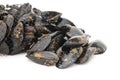 Fresh mussels Royalty Free Stock Photo