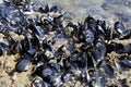 Fresh mussels growing on the rocks Royalty Free Stock Photo